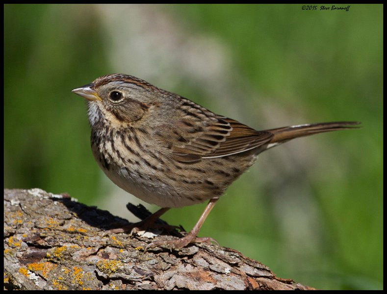 _5SB9832 lincolns sparrow.jpg